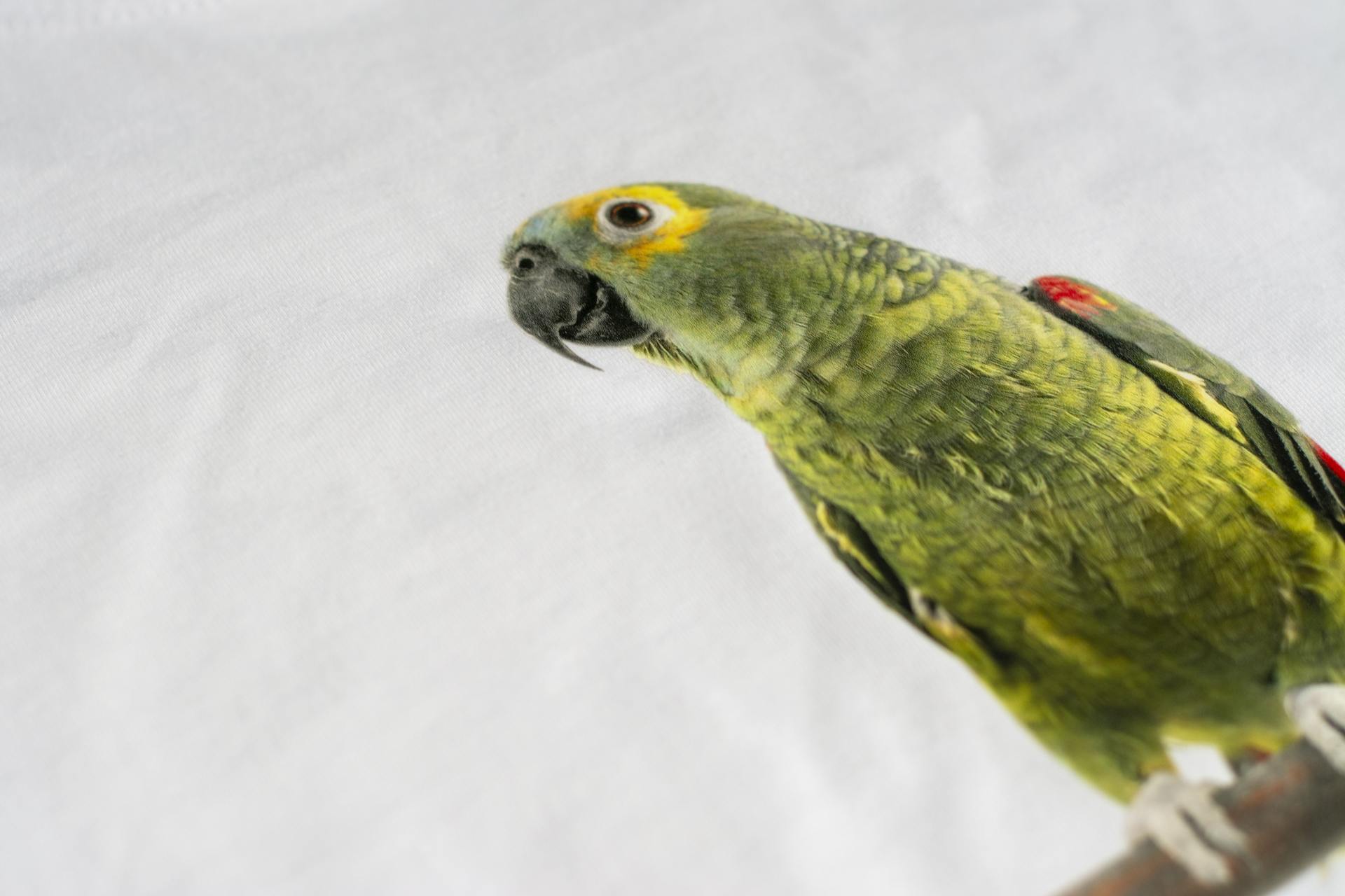 Detail digitálního transferu papoušek